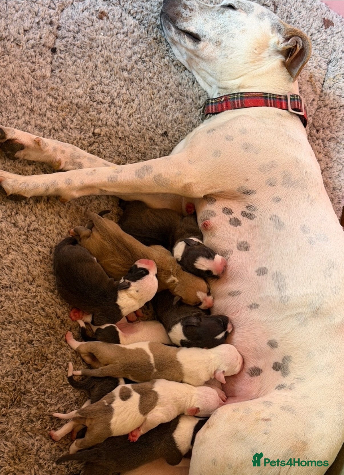 Staffordshire Bull Terrier dogs Beautiful staffy puppies - Advert 4
