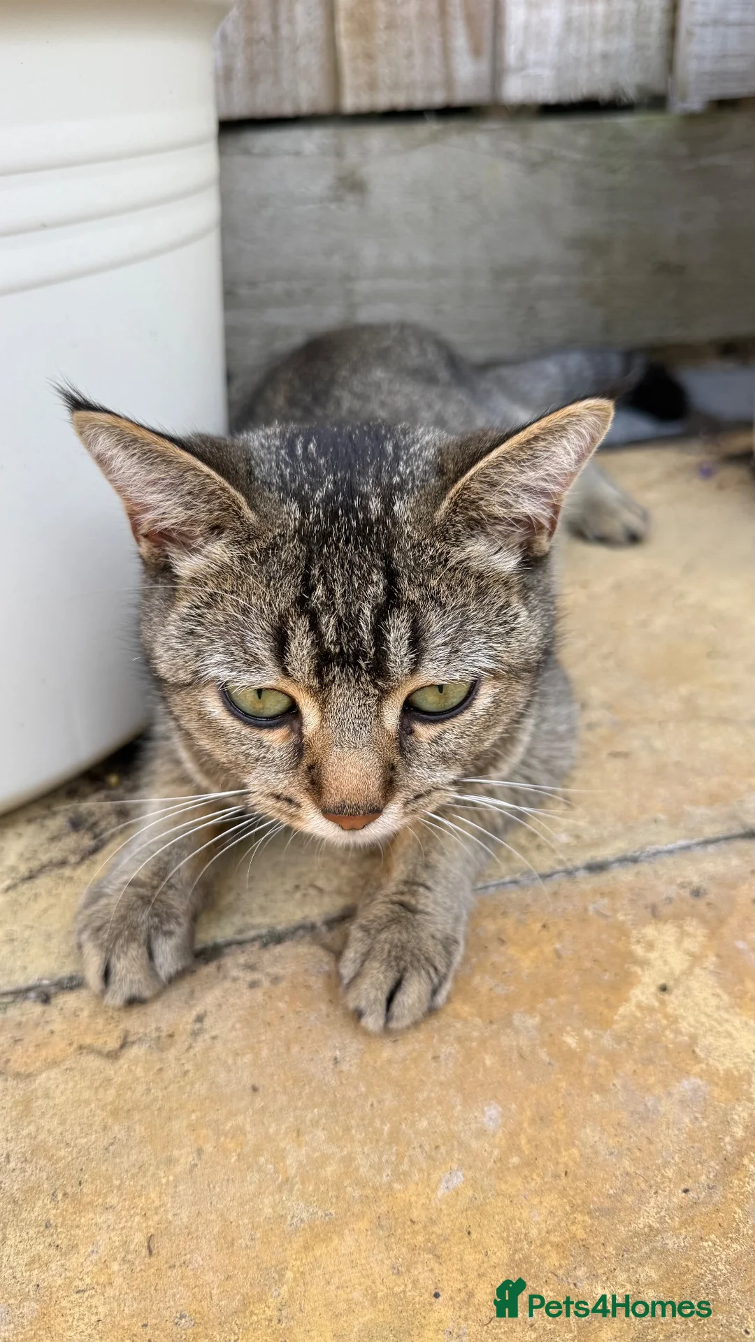 Mixed Breed cats for sale: 🐱 Mum Cat & 4 Kittens Looking for Loving Homes 🏡 in Swindon - Advert 2