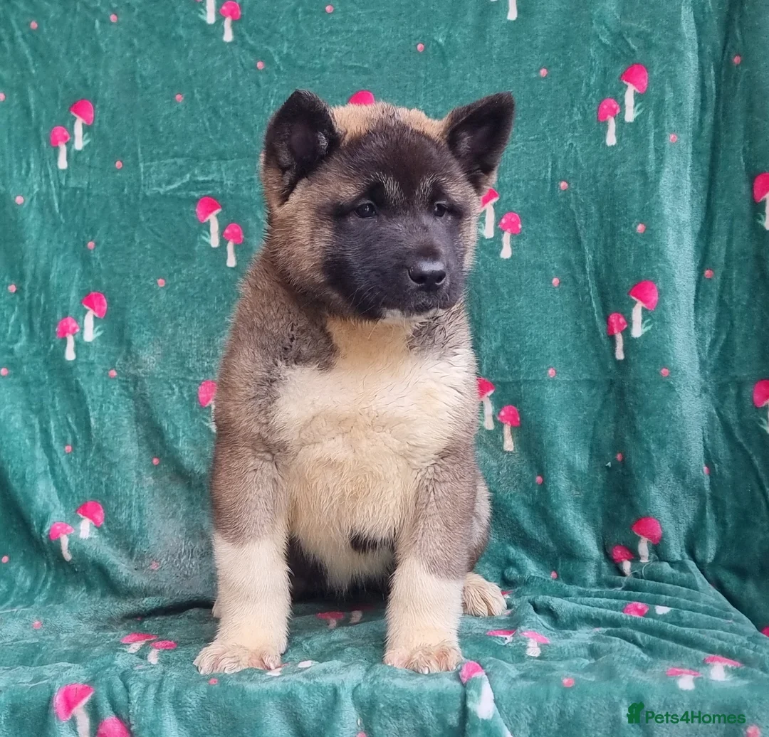 Akita dogs for sale: Kc Registered American Akita Puppies Ready - Advert 9