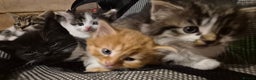 Mixed Breed cats for sale: 1/4 Maine Coon kittens - Advert 1