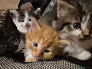 Mixed Breed cats 1/4 Maine Coon kittens - Advert 1