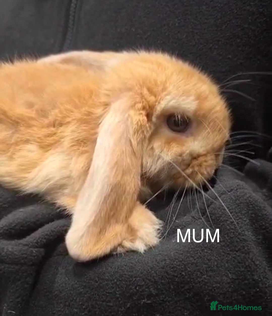 Mini Lop rabbits Purebred Minilops - 4 LEFT - Advert 2