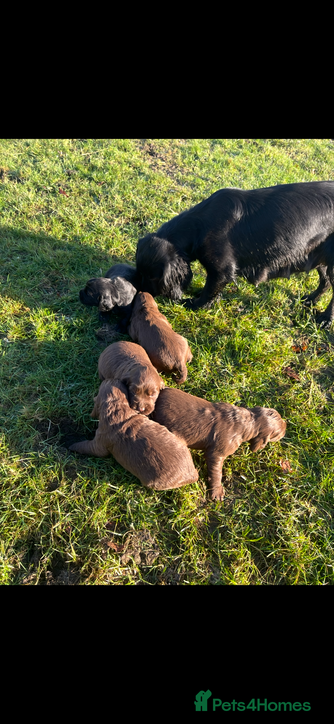 Cocker Spaniel dogs for sale: Beautiful Cockerspaniel Puppies for sale🐶 - Advert 8