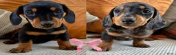 Dachshund dogs for sale: BEAUTIFUL MINI DACHSHUNDS PRA CLEAR & KC REG - Advert 24