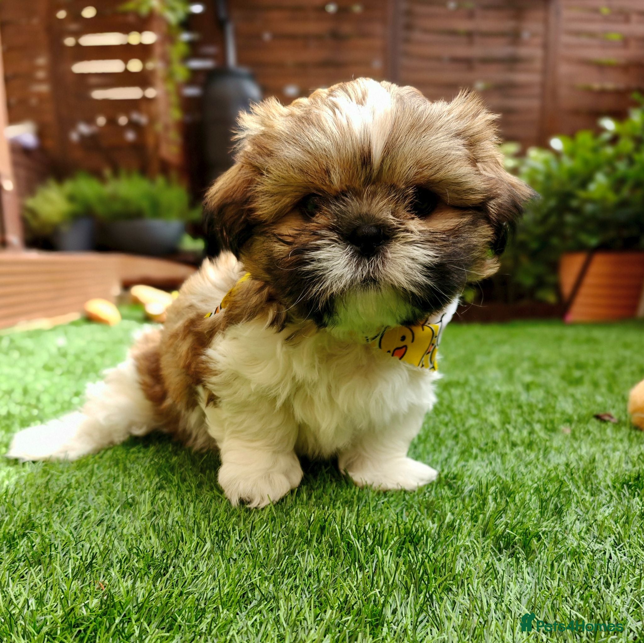 Shih Tzu dogs Tricolor Shih tzu boy looking for forever home 🐾 - Advert 1