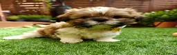 Shih Tzu dogs for sale: Tricolor Shih tzu boy looking for forever home 🐾 in Edinburgh - Advert 1
