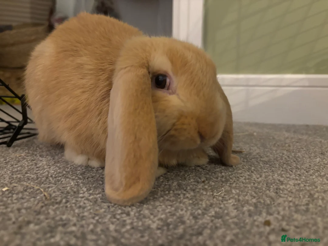 Dwarf Lop rabbits for sale: Three bonded lop bunnies in Northampton - Advert 7