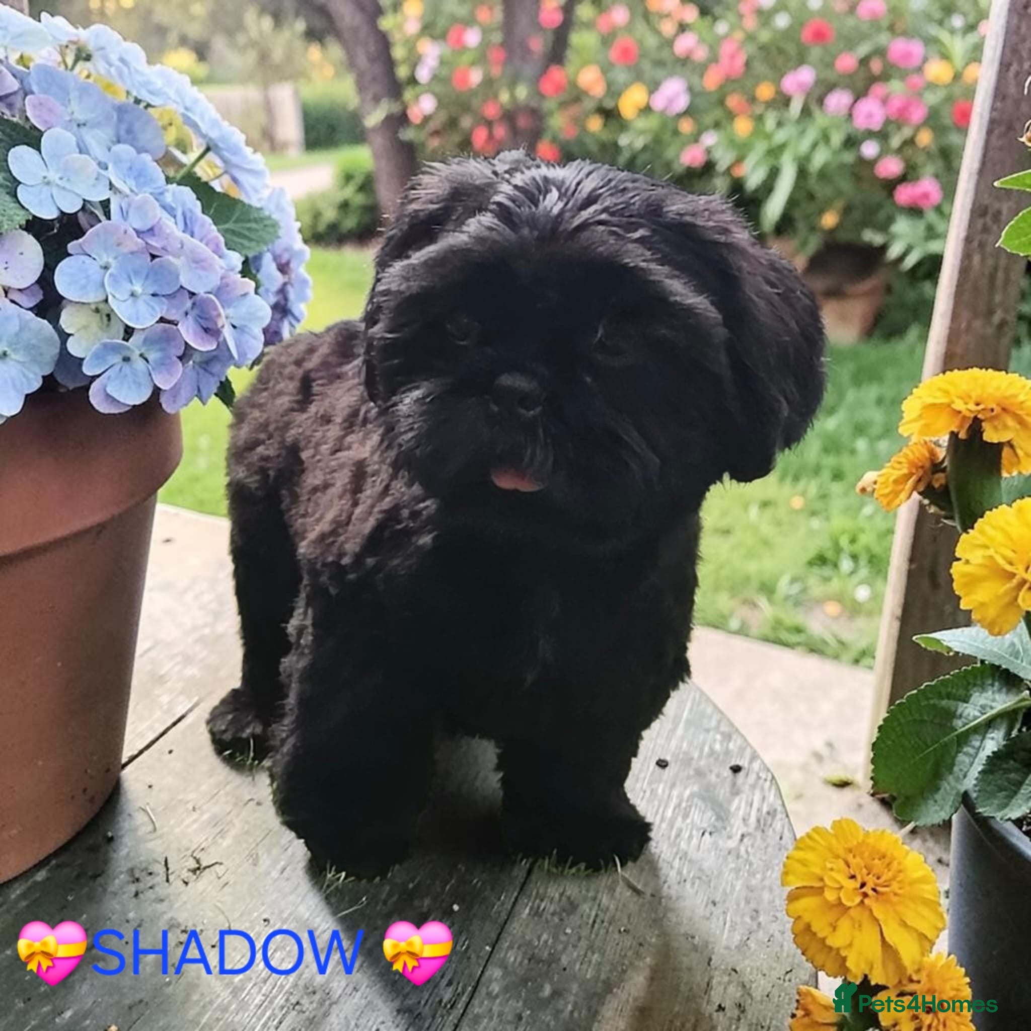 Shih Tzu dogs RARE BLACK STANDARD SHIH TZU WITH BLUE  SKIN - Advert 1