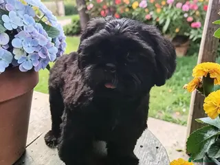 Shih Tzu dogs RARE BLACK STANDARD SHIH TZU WITH BLUE SKIN - Advert 1