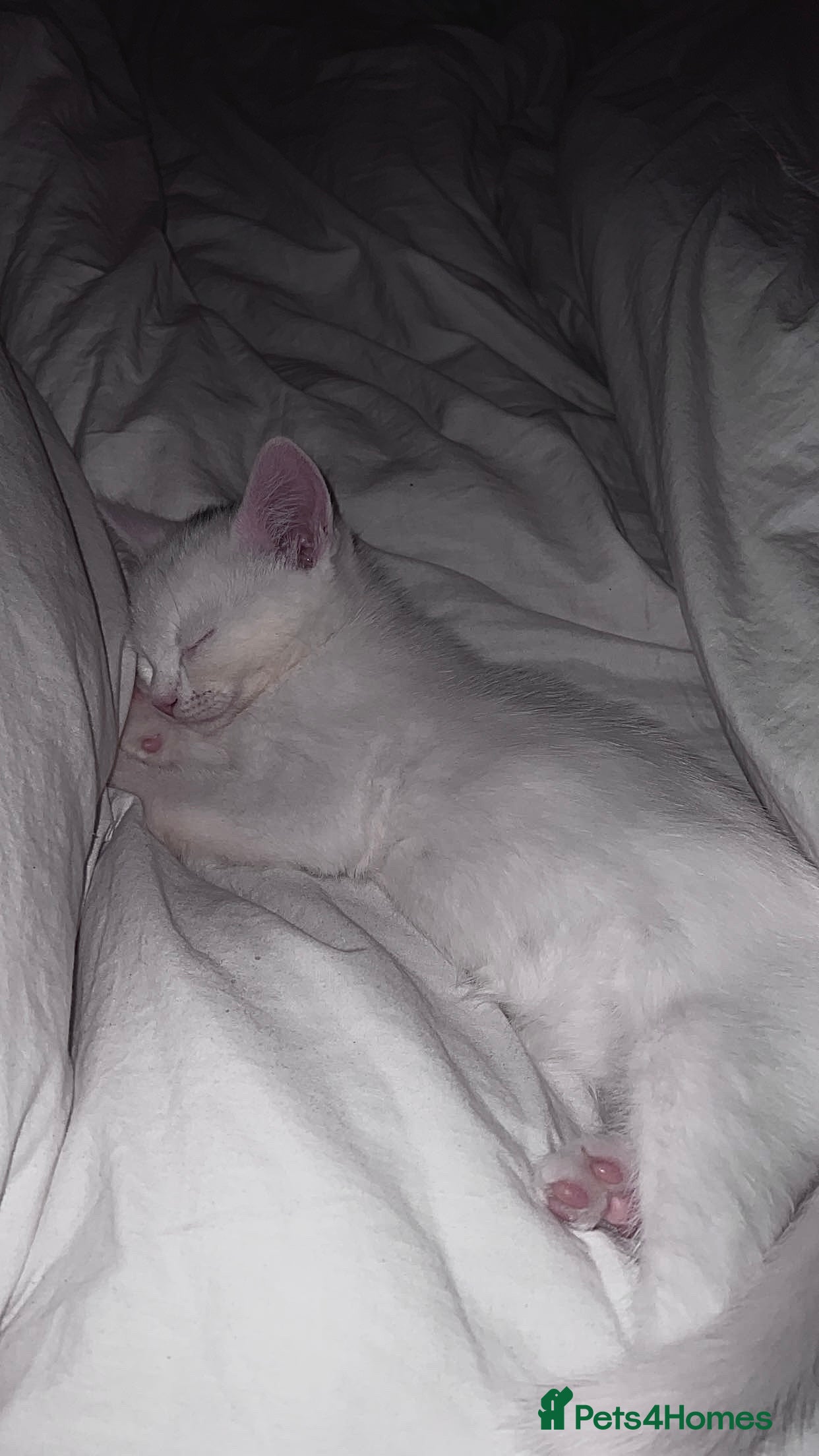 Mixed Breed cats 2 cats for sale x - Advert 1