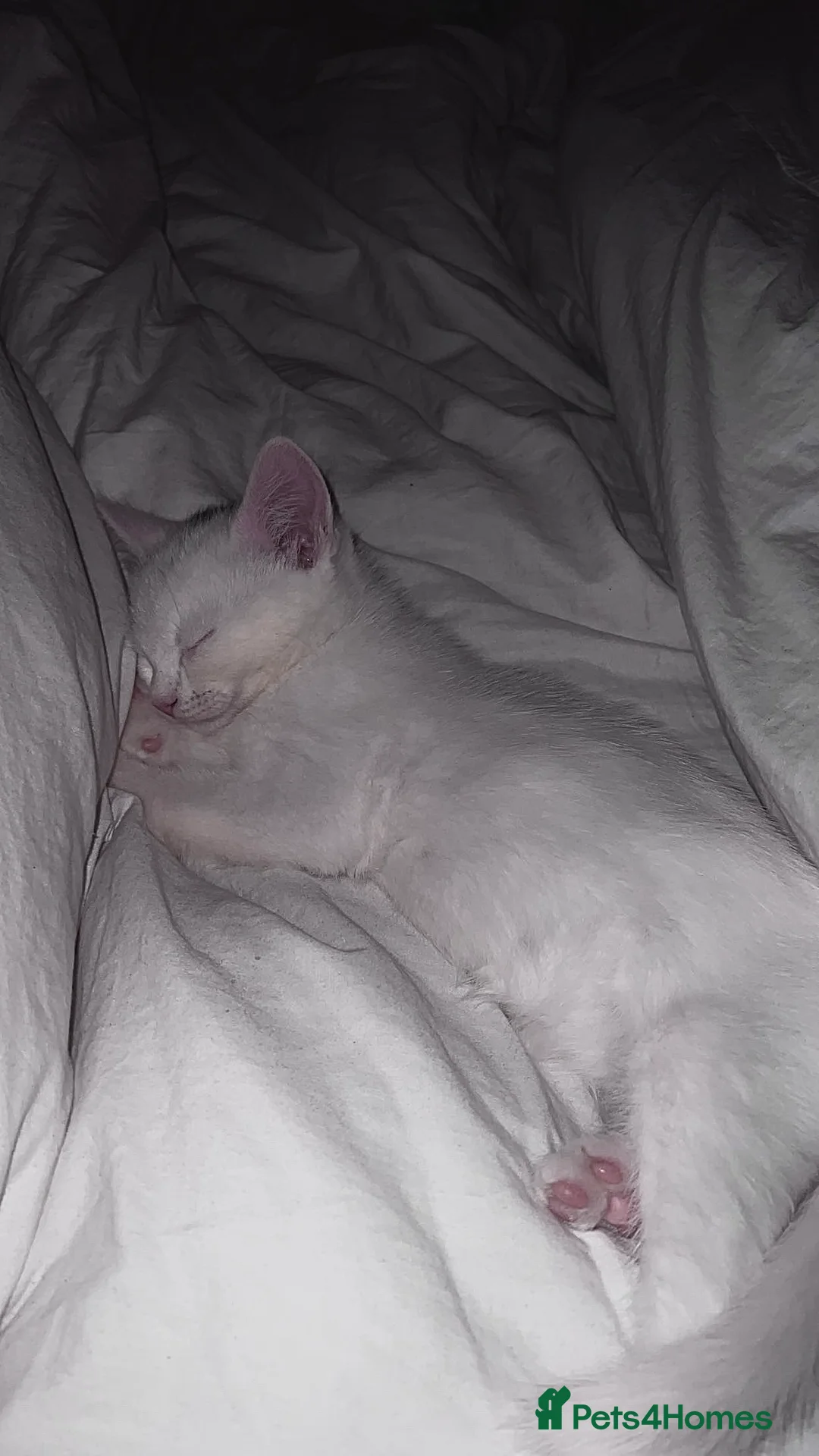 Mixed Breed cats for sale: 2 cats for sale x in Reading - Advert 1