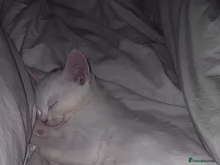 Mixed Breed cats 2 cats for sale x - Advert 5