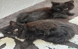 Mixed Breed cats for sale: 2 fluffy girls for sale - Image 6