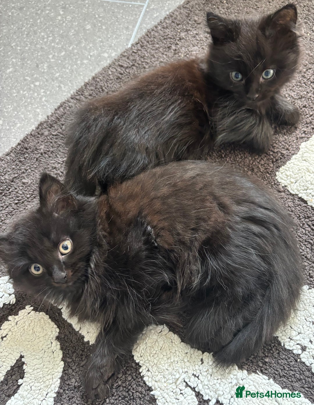 Mixed Breed cats for sale: 2 fluffy girls for sale - Image 6
