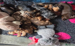 Dachshund dogs for sale: Beautiful pups born to our much loved girl Ruby  - Image 1