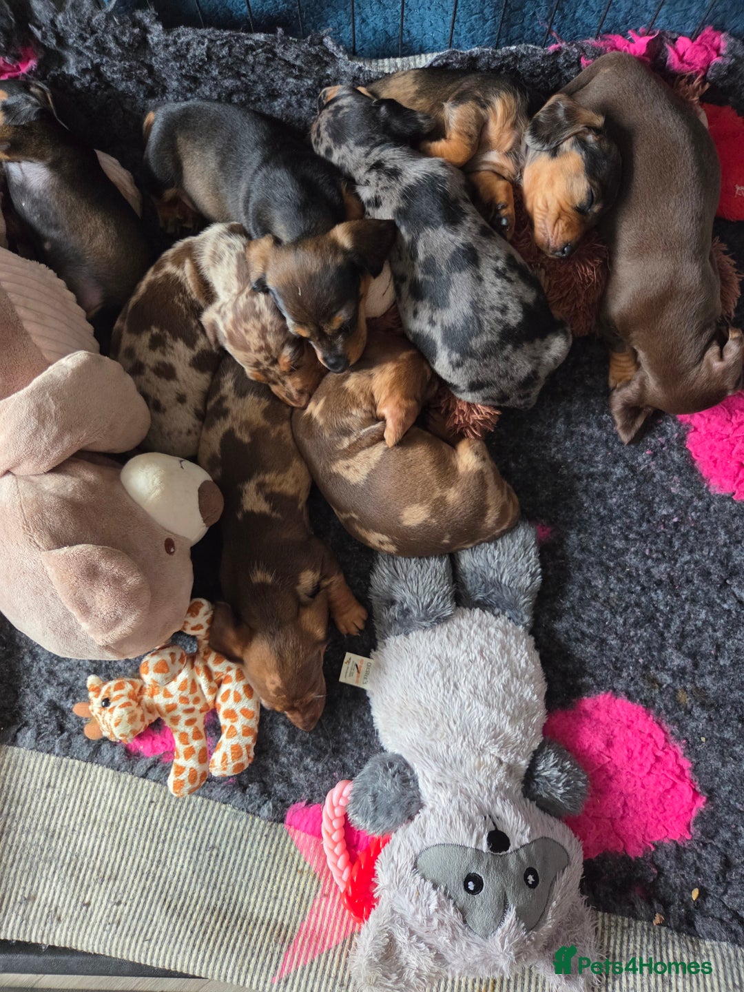 Dachshund dogs for sale: Beautiful pups born to our much loved girl Ruby  - Image 1
