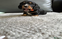 Dachshund dogs for sale: KC reg. Long hair miniature Dachshund puppies  - Image 15