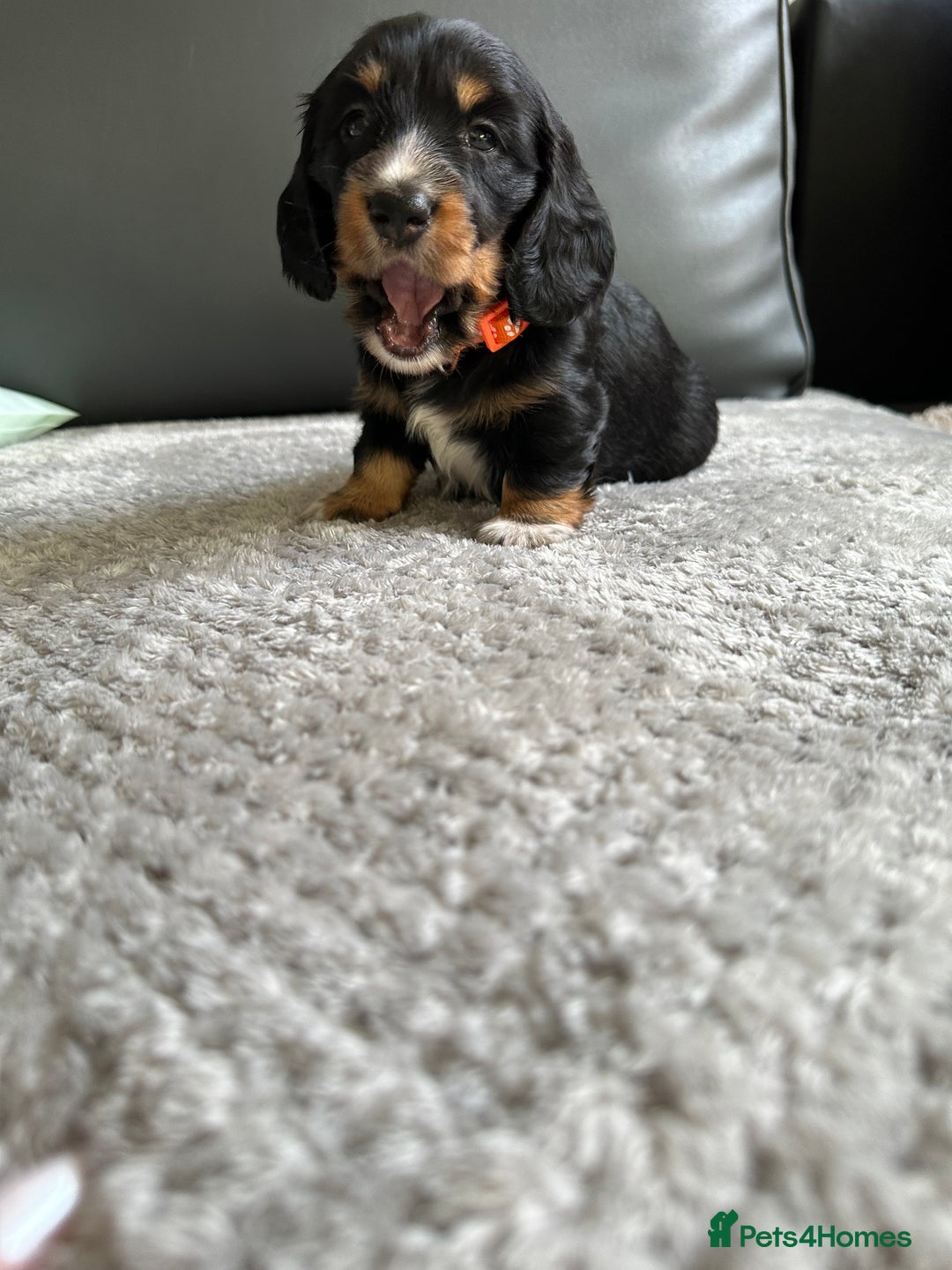 Dachshund dogs for sale: KC reg. Long hair miniature Dachshund puppies  - Image 15