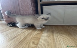 Ragdoll cats for sale: Pure ragdolls  - Image 10