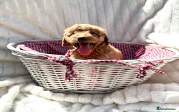 Cockapoo dogs for sale: Mini Cockapoo Puppies Kent - Image 5