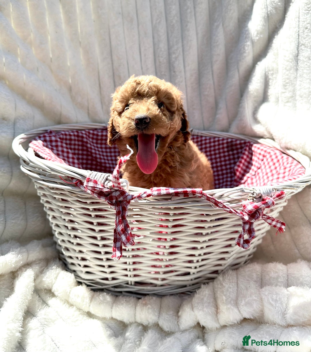 Cockapoo dogs for sale: Mini Cockapoo Puppies Kent - Image 5