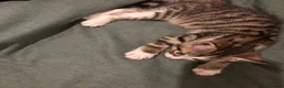 Mixed Breed cats for sale: Kittens for sale asap - Advert 7