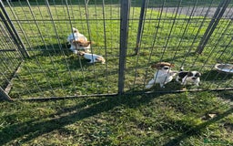 Jack Russell dogs for sale: Tea cup size Jack Russell puppies  - Image 6