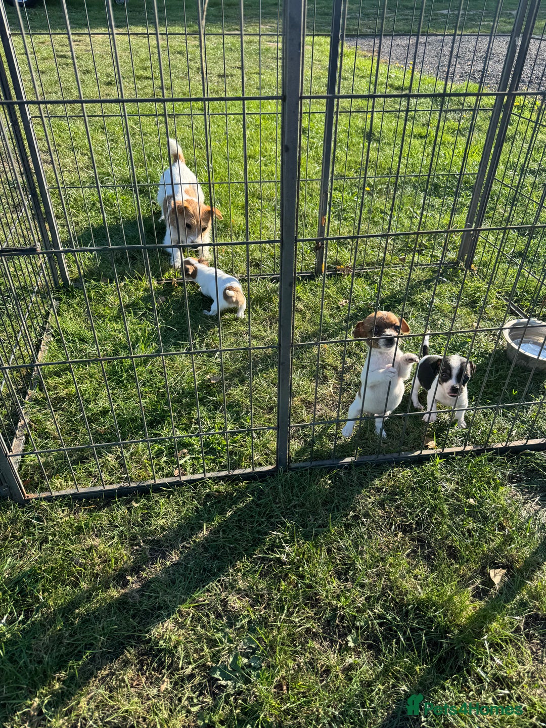 Jack Russell dogs for sale: Tea cup size Jack Russell puppies  - Image 6