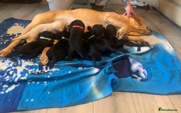 Labrador Retriever dogs for sale: Labrador puppys - Image 8