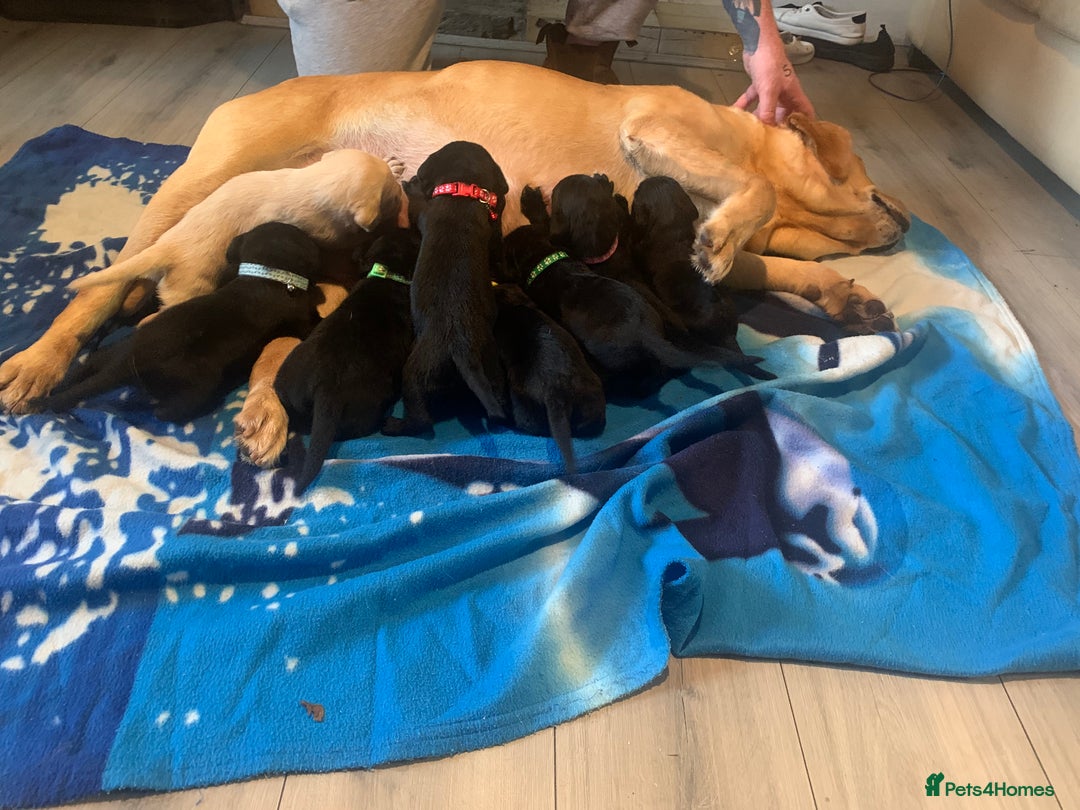 Labrador Retriever dogs for sale: Labrador puppys - Image 8