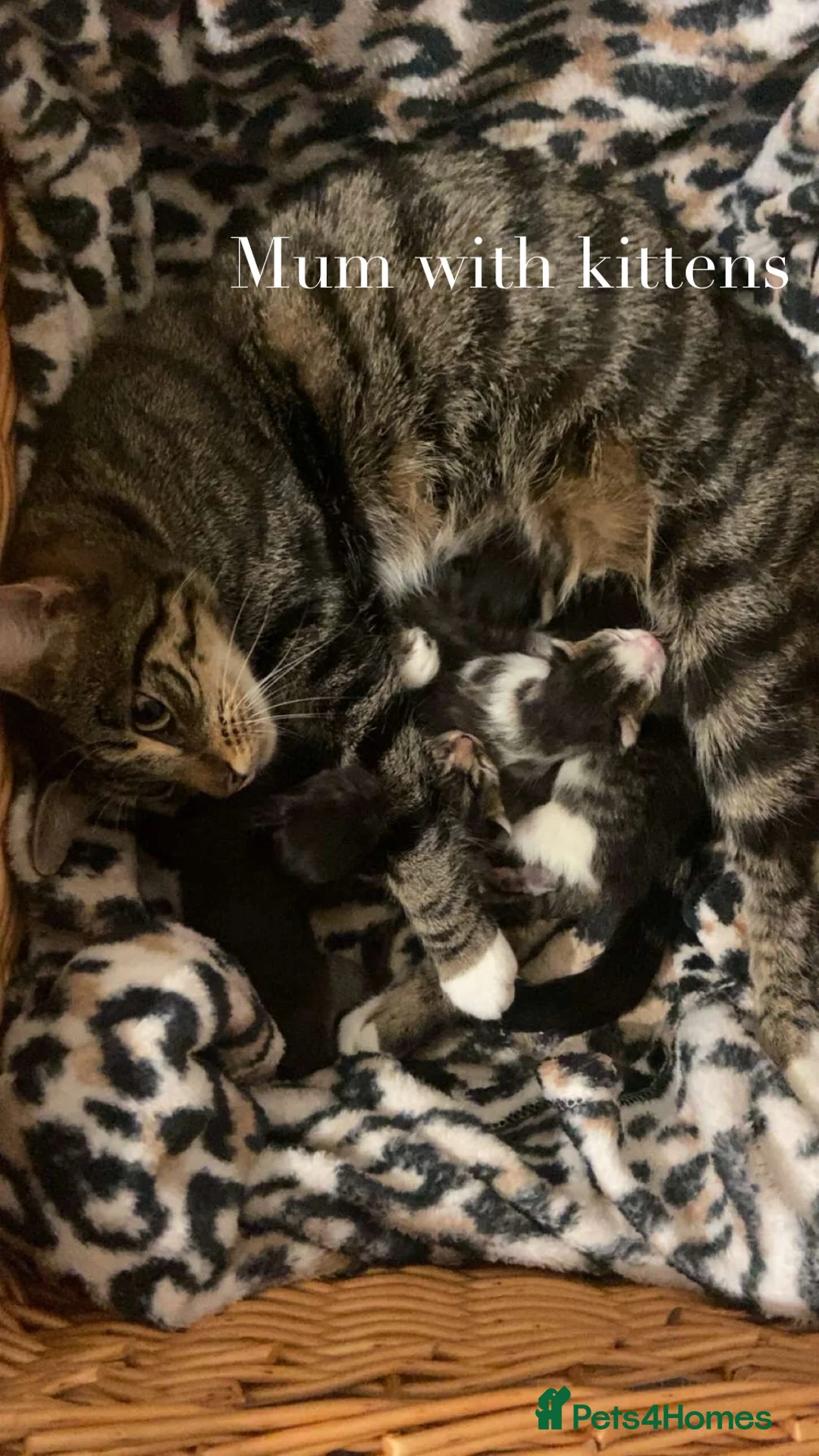 British Shorthair cats for sale: Short/Long Haired Tabby Kittens  - Advert 16