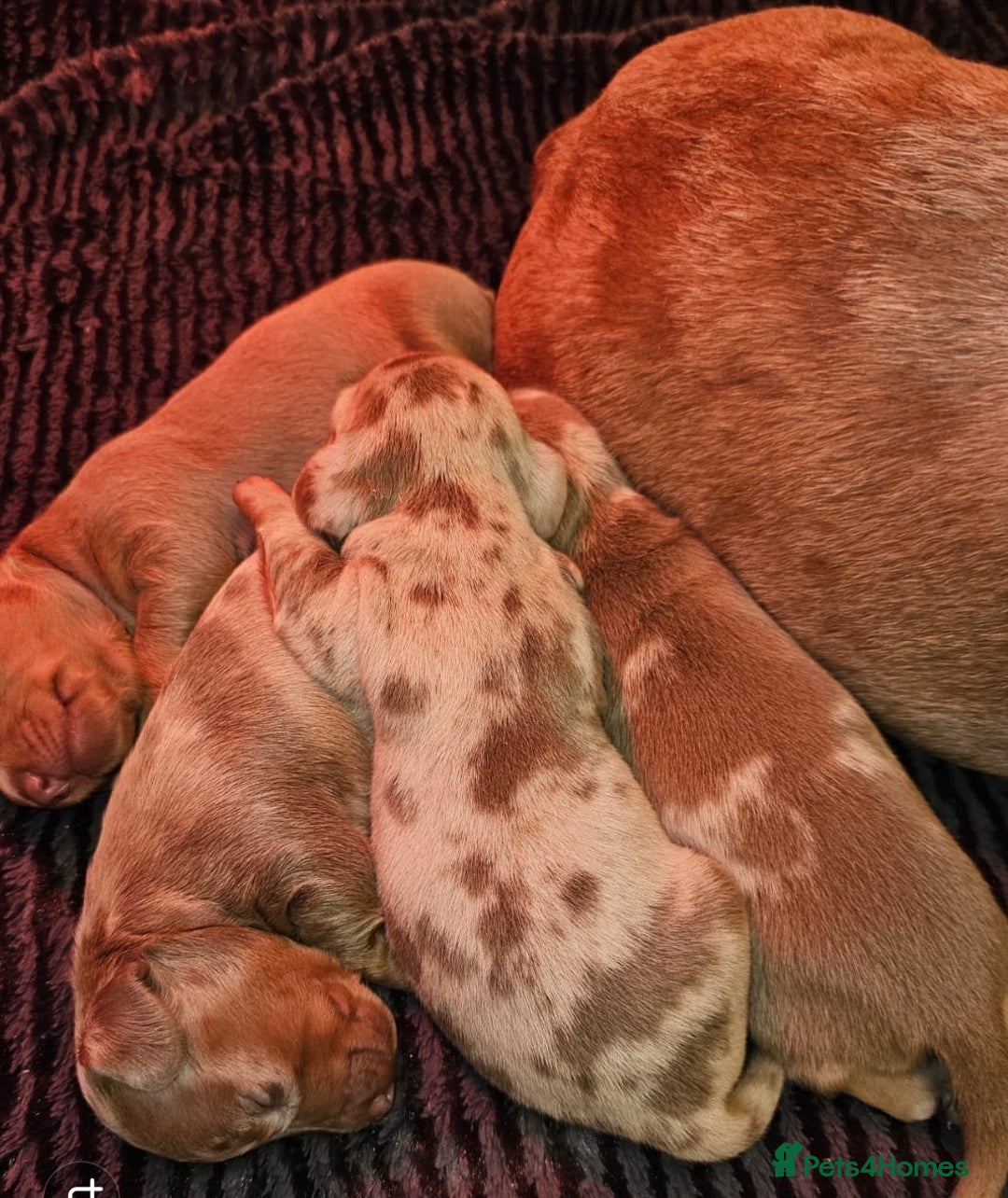 Dachshund dogs for sale: Isabella Dapple Dachshund Puppies - Advert 9
