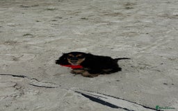 Cocker Spaniel dogs for sale: Show Type Cocker Spaniel girl - Image 4