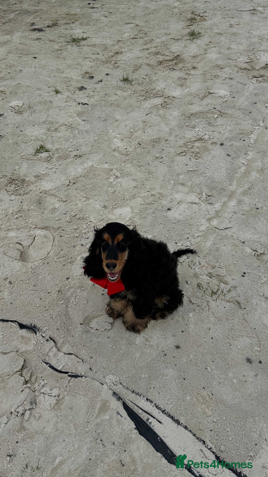 Cocker Spaniel dogs for sale: Show Type Cocker Spaniel girl - Image 4
