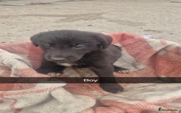 Mixed Breed dogs for sale: Lurcher  pups  - Image 5