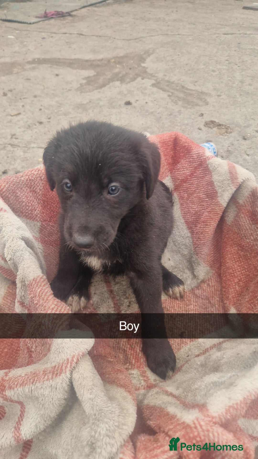 Mixed Breed dogs for sale: Lurcher  pups  - Image 5