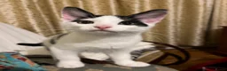 American Shorthair cats for sale: Amazing kittens  in Mitcham - Advert 10