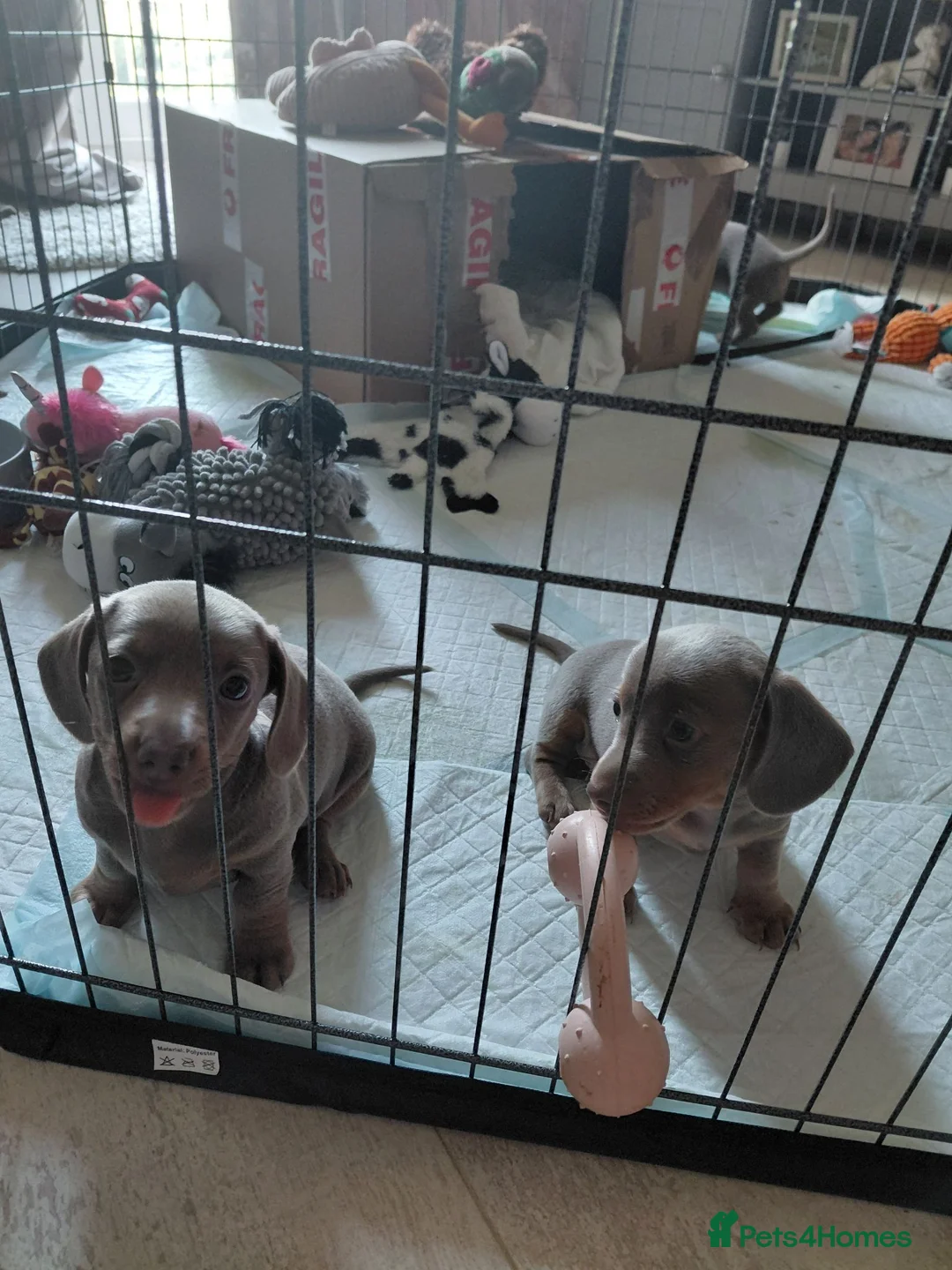 Dachshund dogs for sale: KC Registered Isabella & Tan Dachshund Puppies - Advert 2