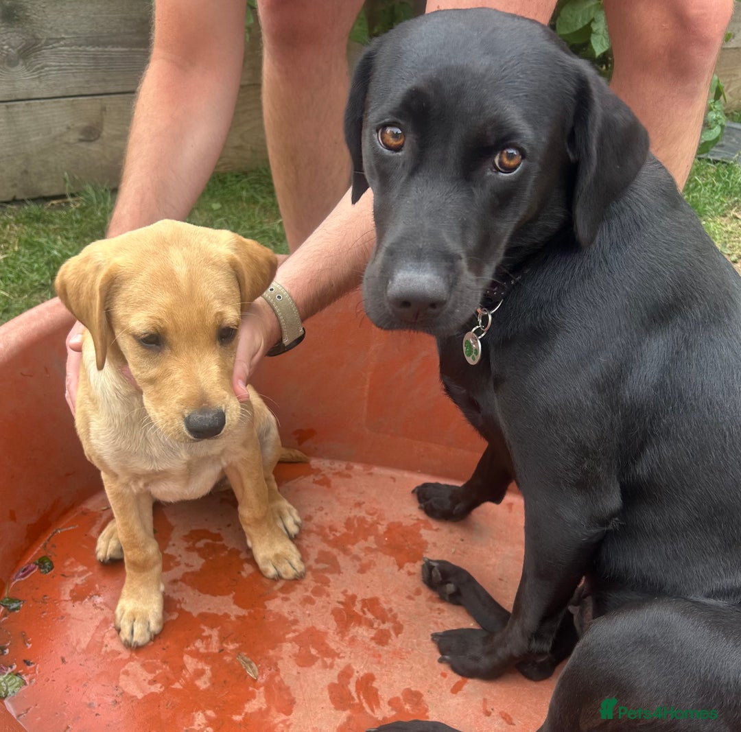 Labrador Retriever dogs for sale: Pedigree Labs ready to Rehome NOW - Image 2