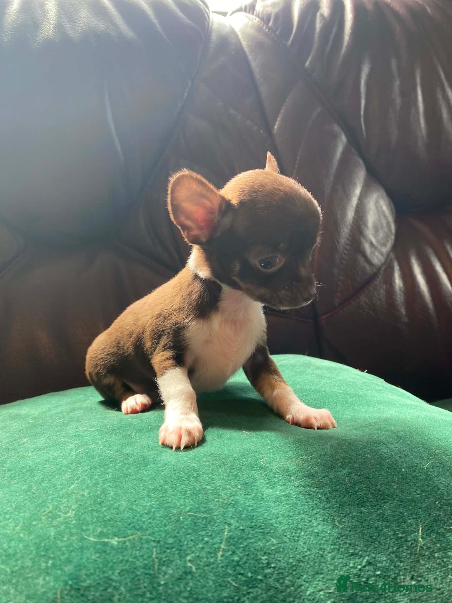 Chihuahua dogs Chihuahua puppies pedigree male - Advert 15