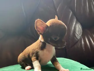 Chihuahua dogs Chihuahua puppies pedigree male - Advert 15