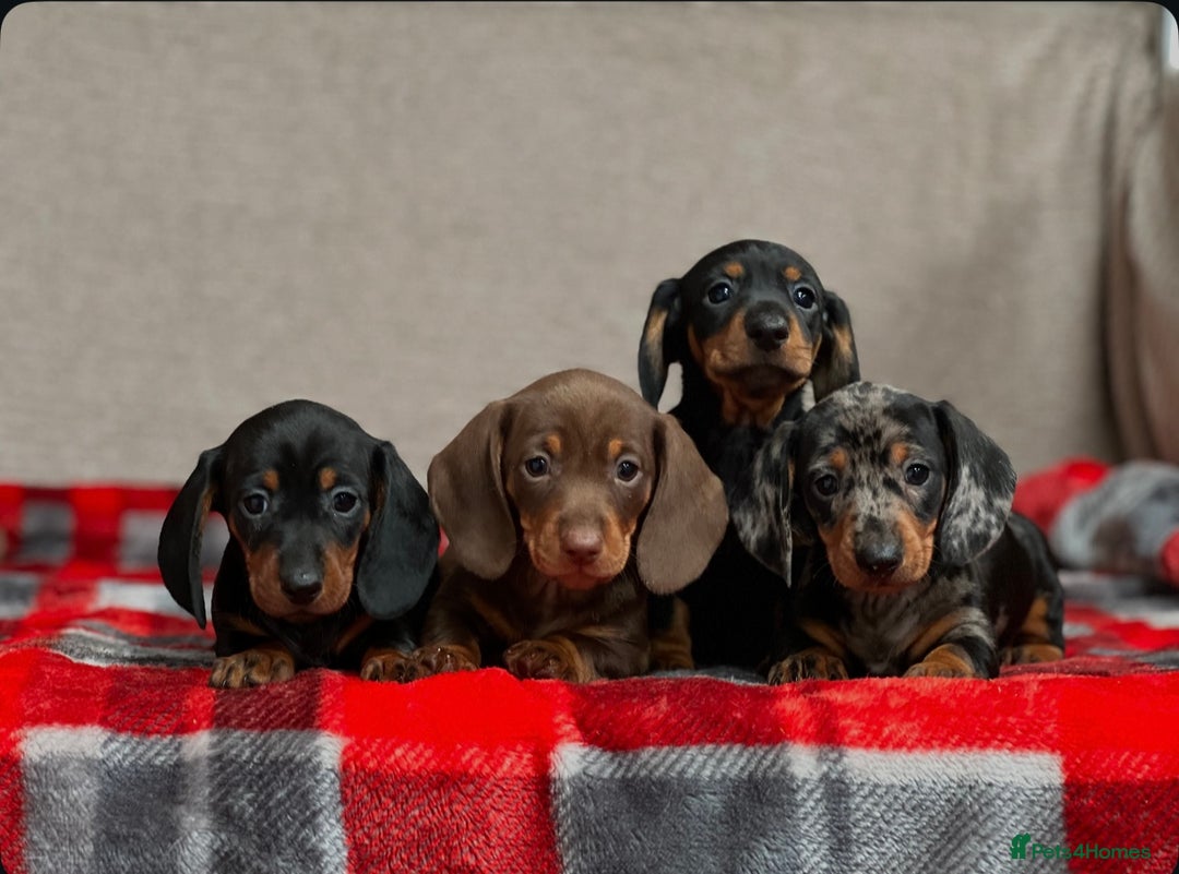 Miniature Dachshund dogs for sale: STUNNING DACHSUND PUPPIES  - Image 3