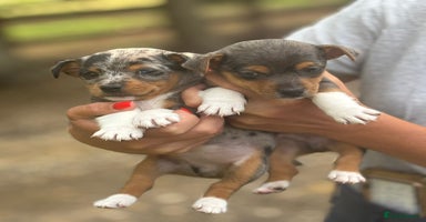 Jack Russell dogs - Advert 8