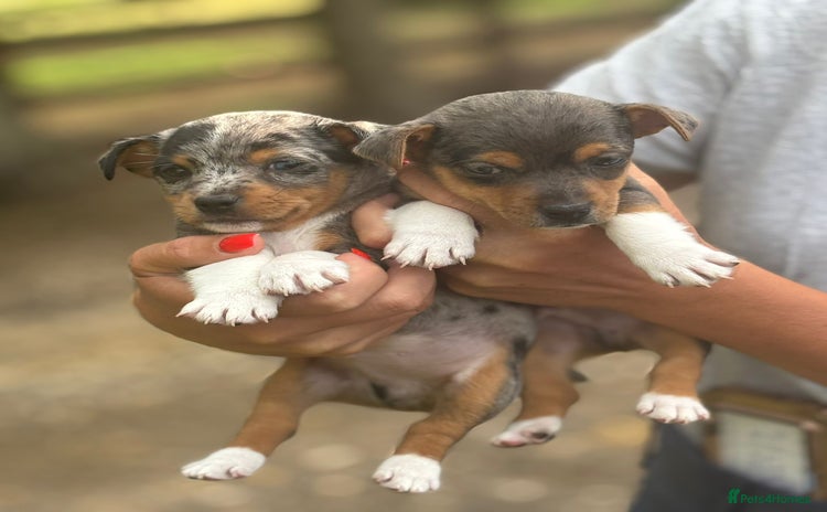 Jack Russell dogs - Advert 1