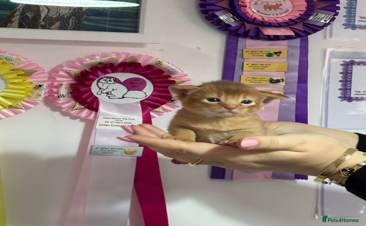 Abyssinian cats - Advert 3