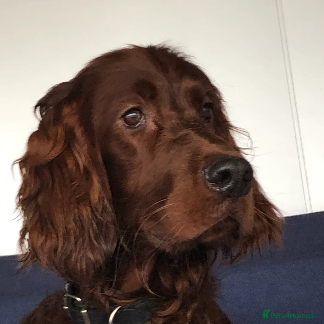 Irish Setter dogs for stud: Irish Setter For Stud. (Health Tested and Proven.) in Cannock - Advert 3