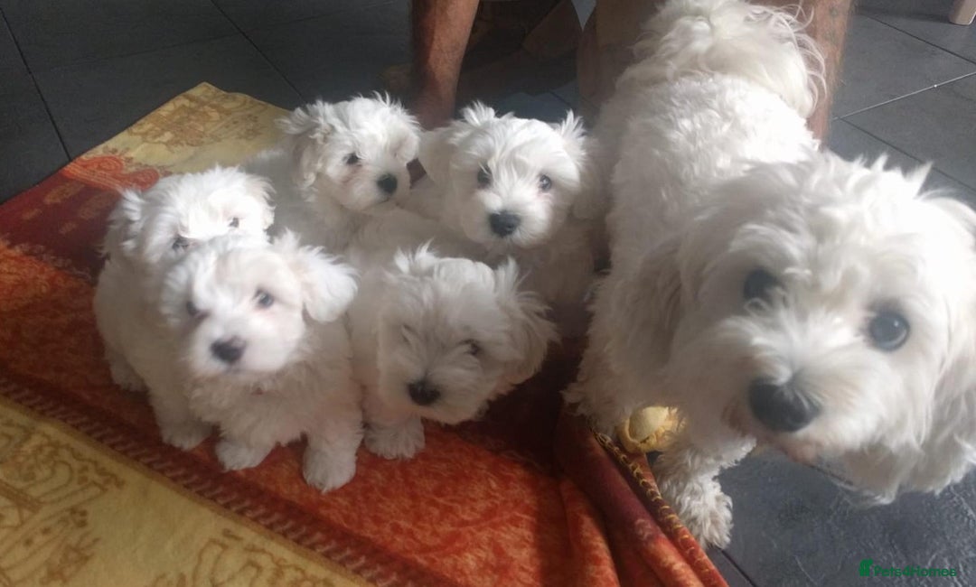 Maltipoo dogs for sale: F1 Health Tested Toy Maltipoos Ready in December - Image 5
