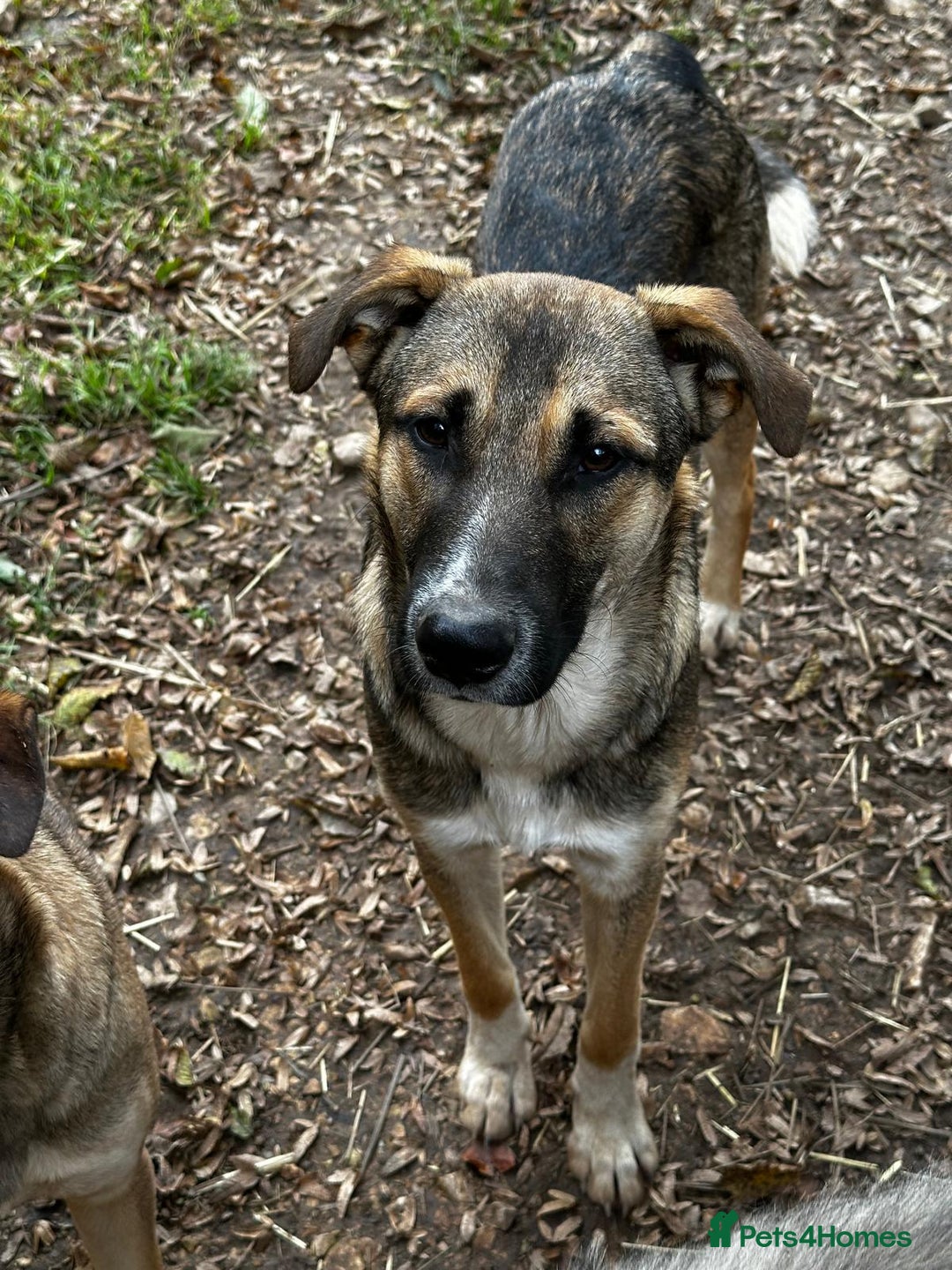 Mixed Breed dogs for adoption: Mac is looking for a family with another dog! - Advert 3