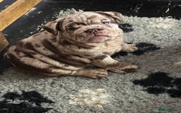 English Bulldog dogs for sale: World class English bulldogs / reduced  - Image 8