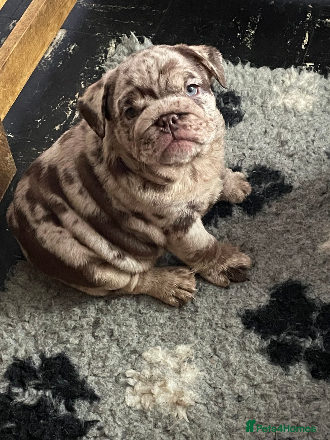 English Bulldog dogs for sale: World class English bulldogs / reduced  - Image 8